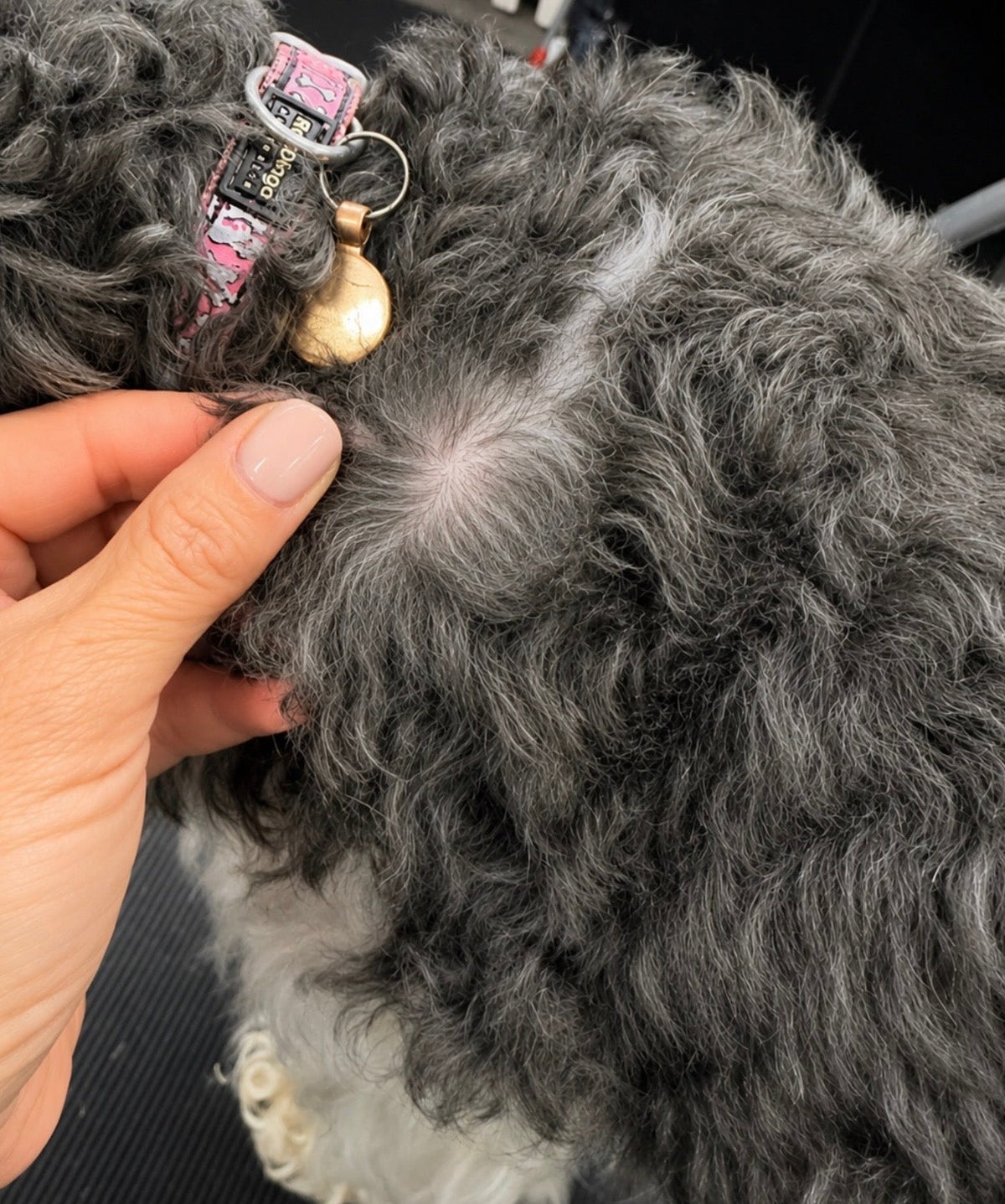 Groomer parting a grey curly dog coat to inspect the skin underneath