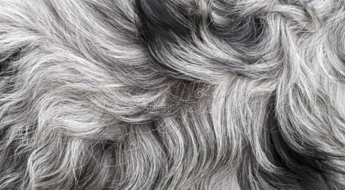 Close-up of a grey and black dog coat showing hair texture and growth