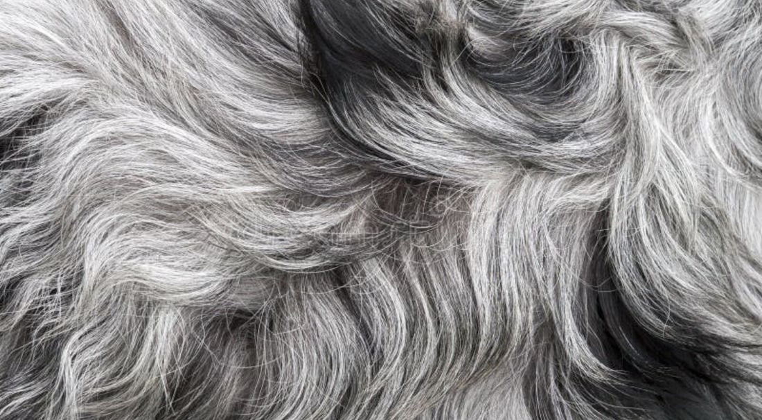 The 21 Day Cycle - Why skin biology dictates coat quality