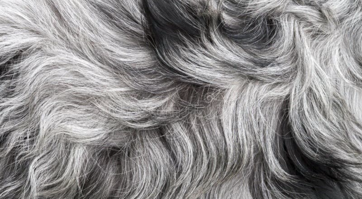 The 21 Day Cycle - Why skin biology dictates coat quality