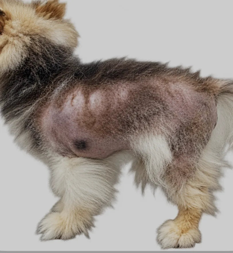 Pomeranian with Alopecia X showing hair loss and darkened skin across the body and back legs